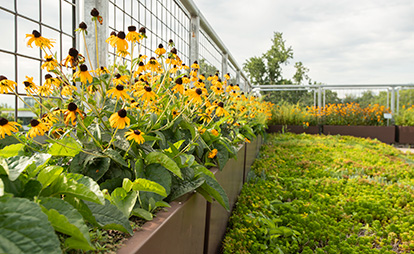 green roof