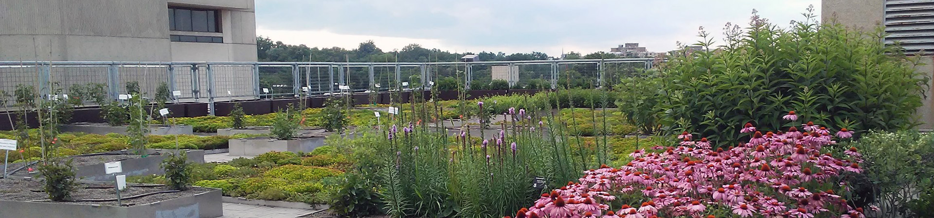 UDC green roof