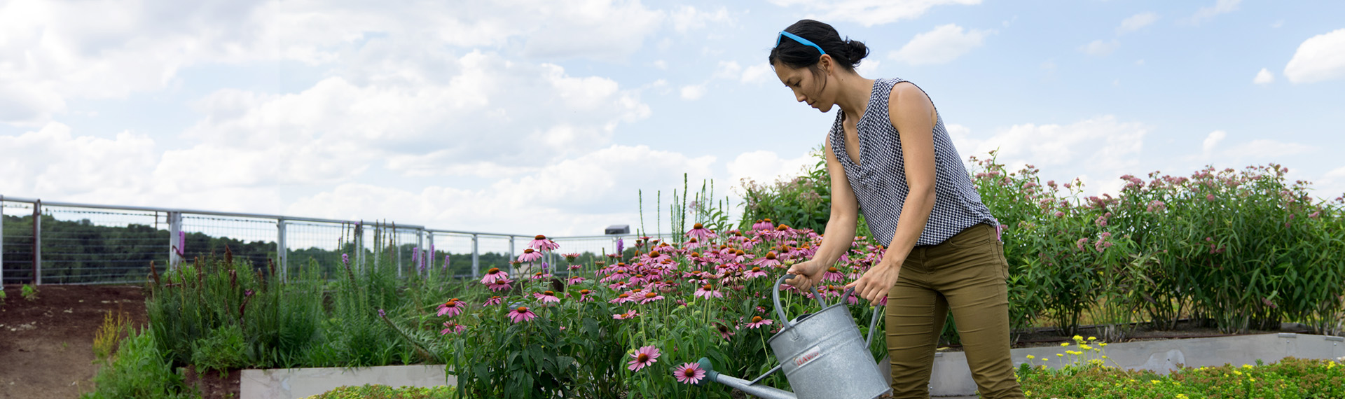 UDC employee working on green roof