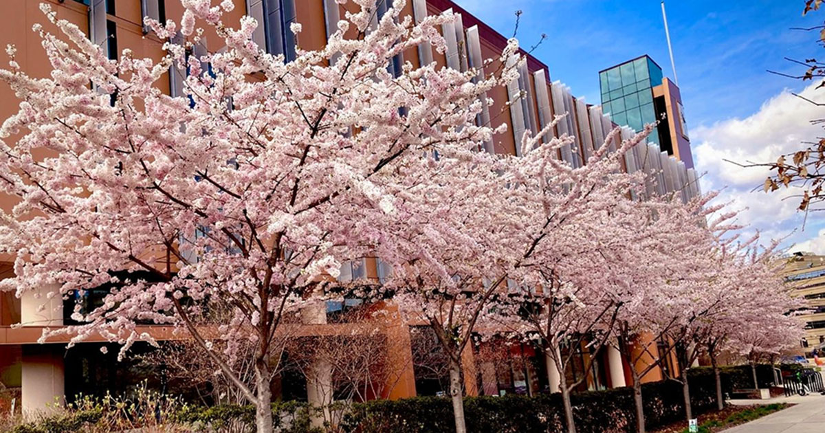 Cherry blossom trees on the UDC Van Ness campus