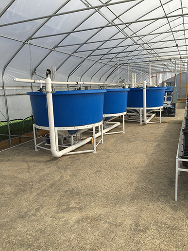 sunlive - aquaponics food security solution? - the bay's